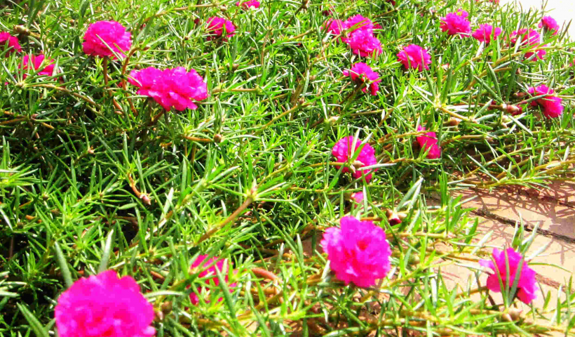 Kể chuyện cổ tích: Sự tích Hoa mười giờ