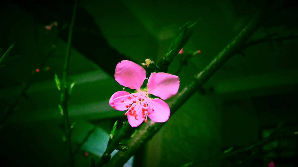 Âm nhạc và Đời sống: Cánh cửa mùa xuân