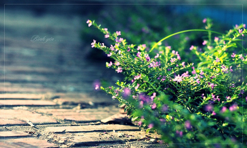 Âm nhạc và đời sống: Cho ngày bình yên