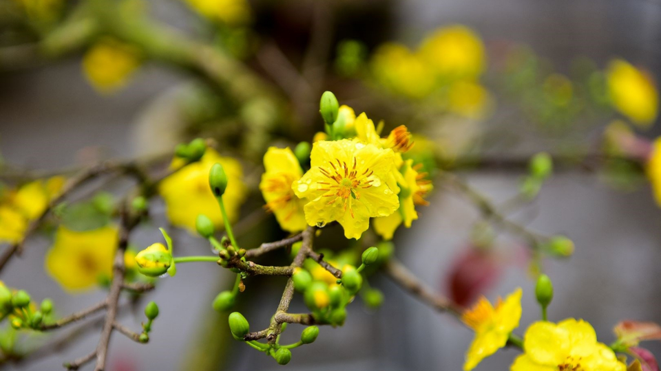 Âm nhạc và Đời sống: Giai điệu mùa xuân về