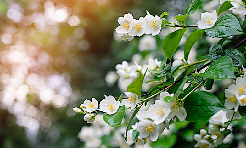 Âm nhạc và đời sống: Hương mùa hạ 