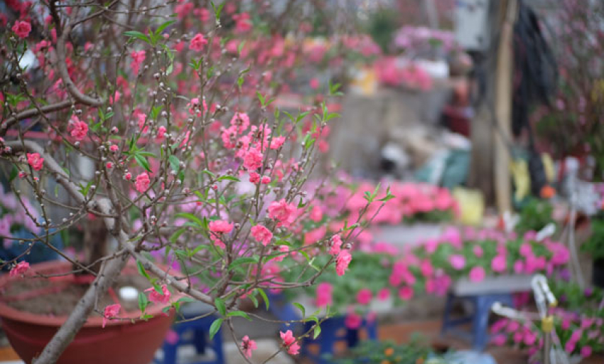 Âm nhạc và đời sống: Khúc xuân