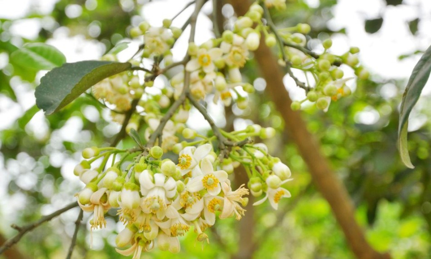 Âm nhạc và đời sống: Mùa giêng hai 