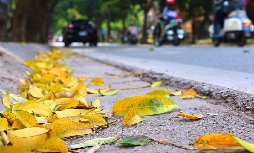 Âm nhạc và đời sống: Mùa lá bay