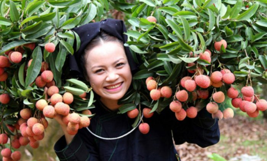 Âm nhạc và đời sống: Mùa vải chín