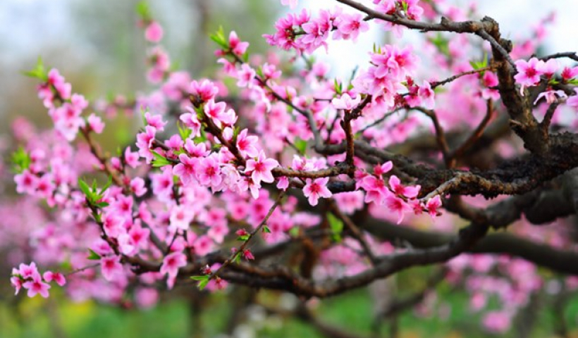 Âm nhạc và đời sống: Mùa xuân