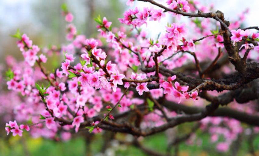 Âm nhạc và đời sống: Mùa xuân nói vói em câu gì