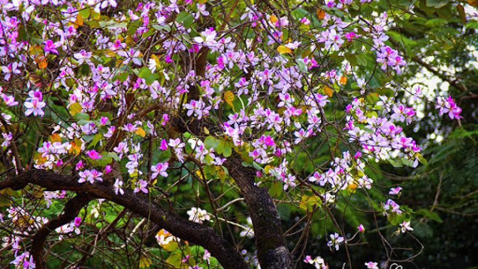 Âm nhạc và Đời sống:  Giai điệu tháng 3