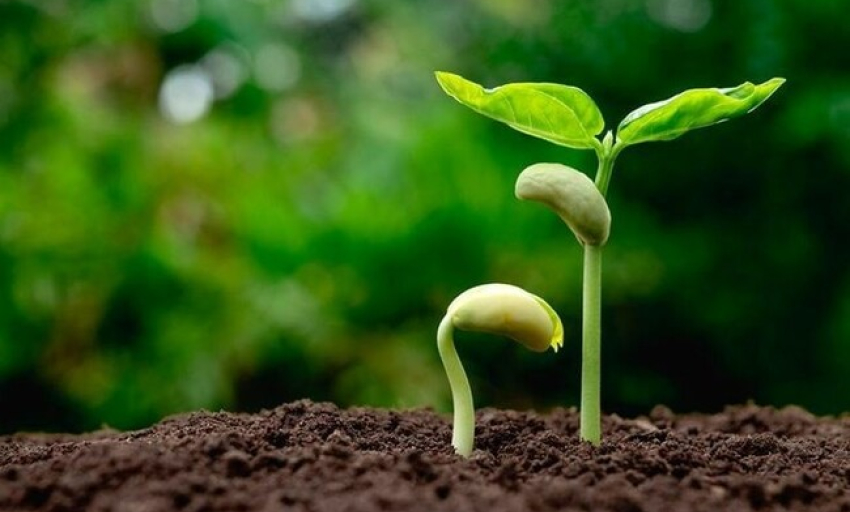 Âm nhạc và đời sống: Tái sinh