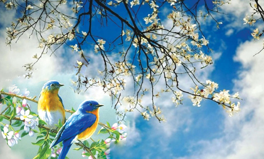 Âm nhạc và đời sống: Tình ca mùa xuân