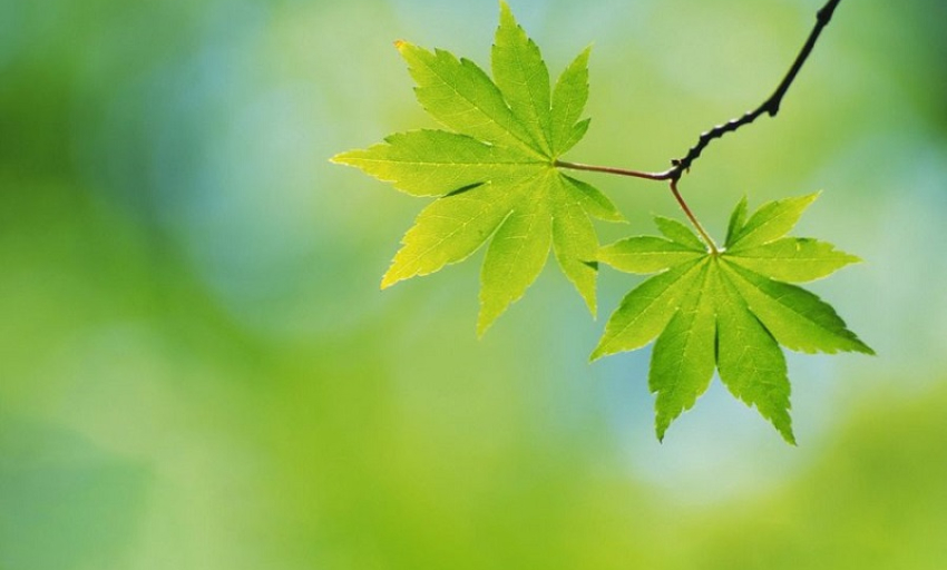 Âm nhạc và đời sống: Vũ điệu của thanh xuân