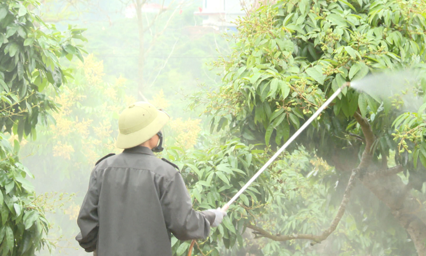 “Cuộc cách mạng xanh từ quả vải”: Kỳ 1: “ Vết sẹo hóa chất – Bài học phải trồng vải sạch” 