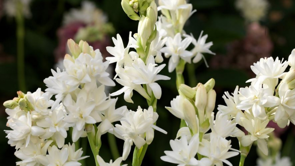 Kể chuyện cổ tích: Sự tích hoa huệ