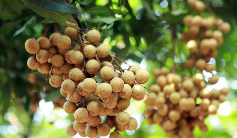 Kể chuyện cổ tích: Sự tích cây nhãn