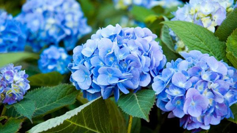 Kể chuyện cổ tích: Sự tích hoa cẩm tú cầu