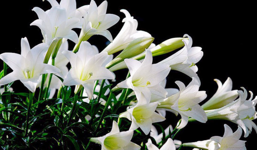 Kể chuyện cổ tích: Sự tích hoa huệ tây (hay là hoa loa kèn)