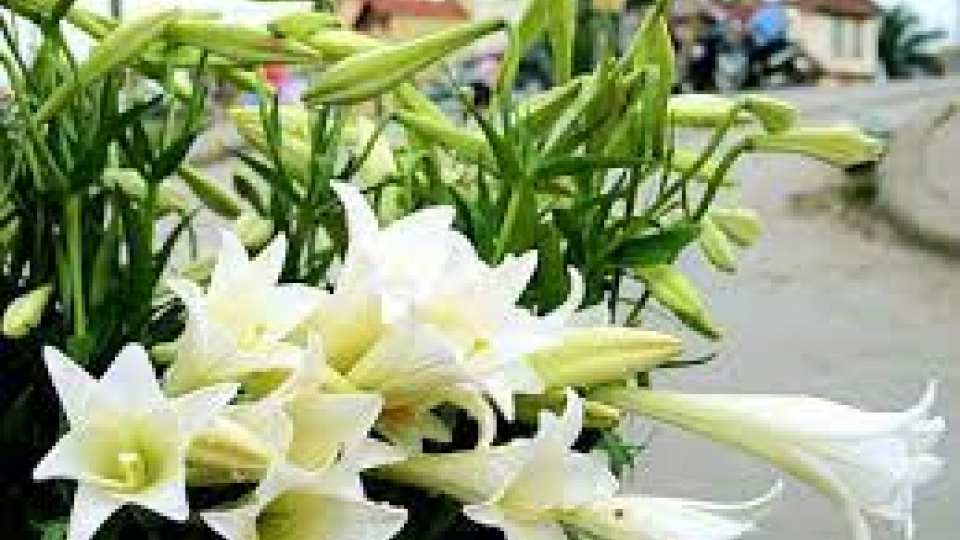 Kể chuyện cổ tích: Sự tích Hoa Huệ tây (Hoa Loa kèn)