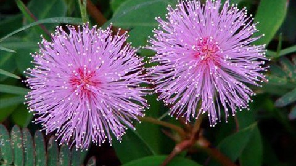 Kể chuyện cổ tích: Sự tích hoa Trinh nữ