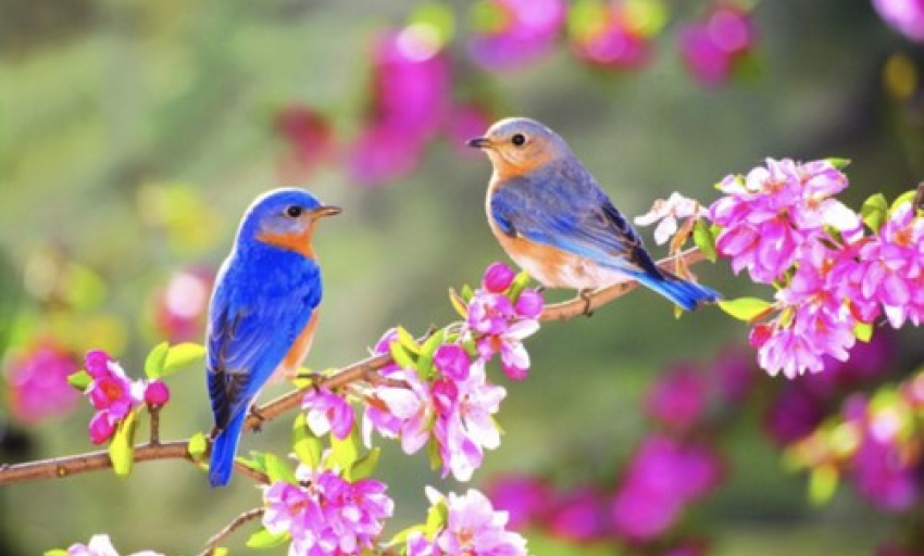 Phát thanh đặc biệt: Ước vọng mùa xuân