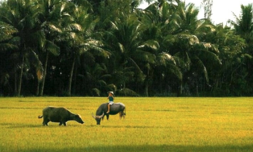 Truyện ngắn: Nhớ mùa