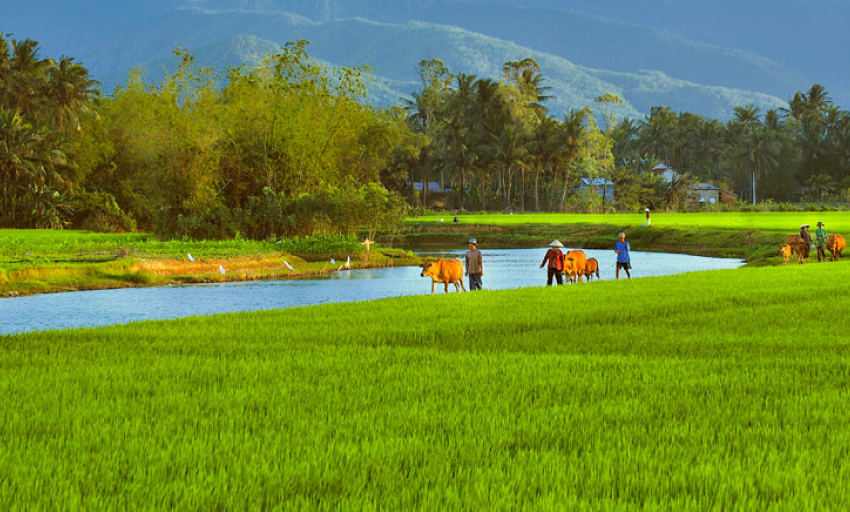 Truyện ngắn: Đồng quê xào xạc