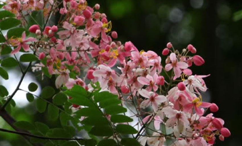 Truyện ngắn: Hoa sưa đỏ