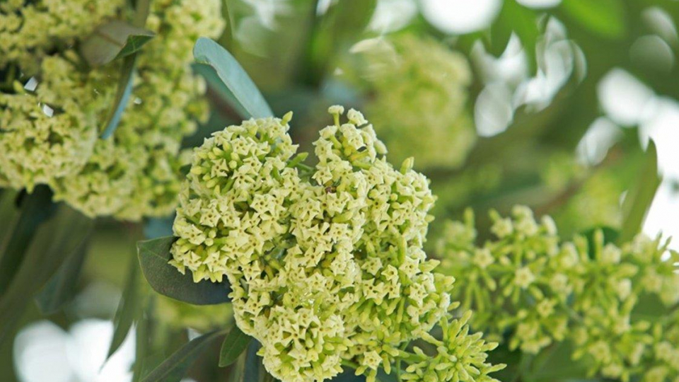 Truyện ngắn: Cây hoa sữa giữa Sài Gòn