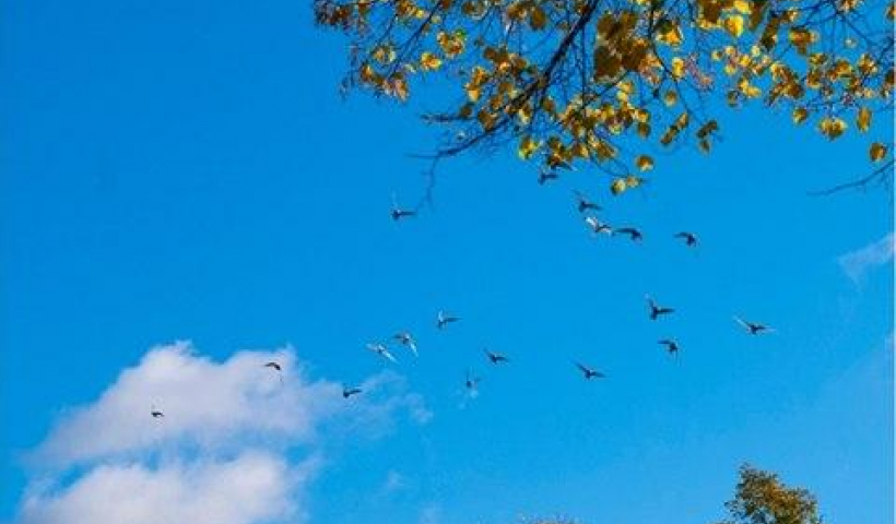 Truyện ngắn: Bầu trời lặng lẽ