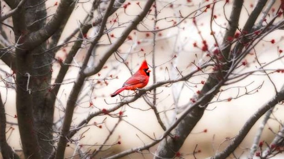 Truyện ngắn: Chiếc lông chim màu đỏ
