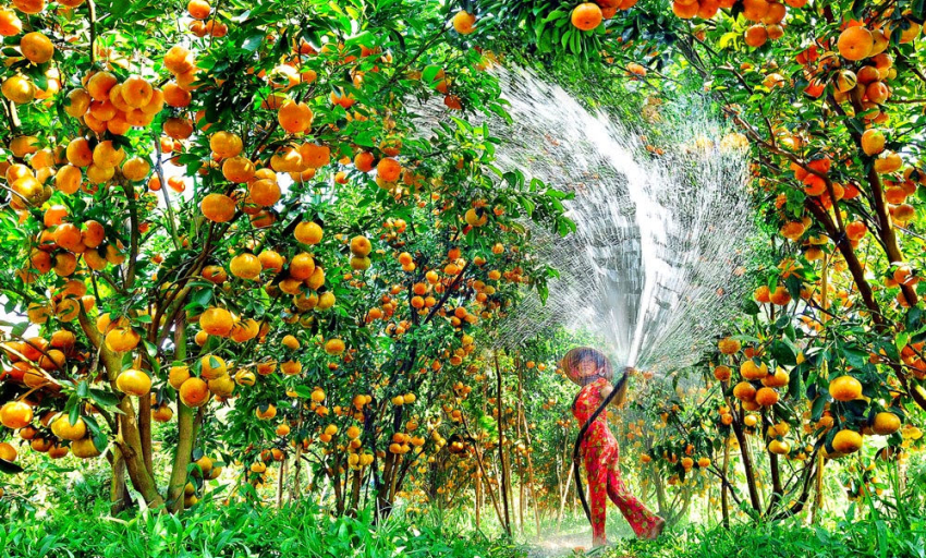 Truyện ngắn: Cô Sáu Cam