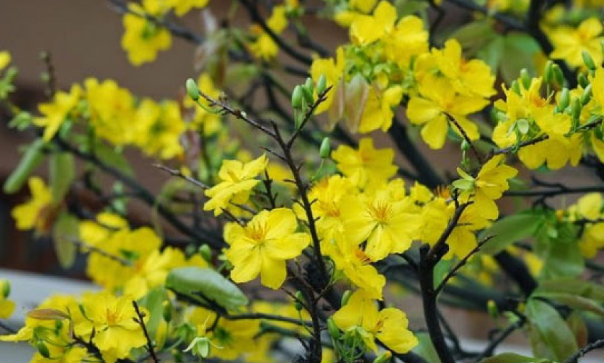 Truyện ngắn: Cửa Phật hoa mai nở