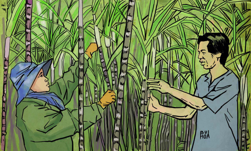 Truyện ngắn: Hoa Mía