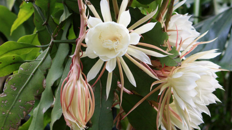 Truyện ngắn: Hồn Quỳnh (Phùng Văn Khai)