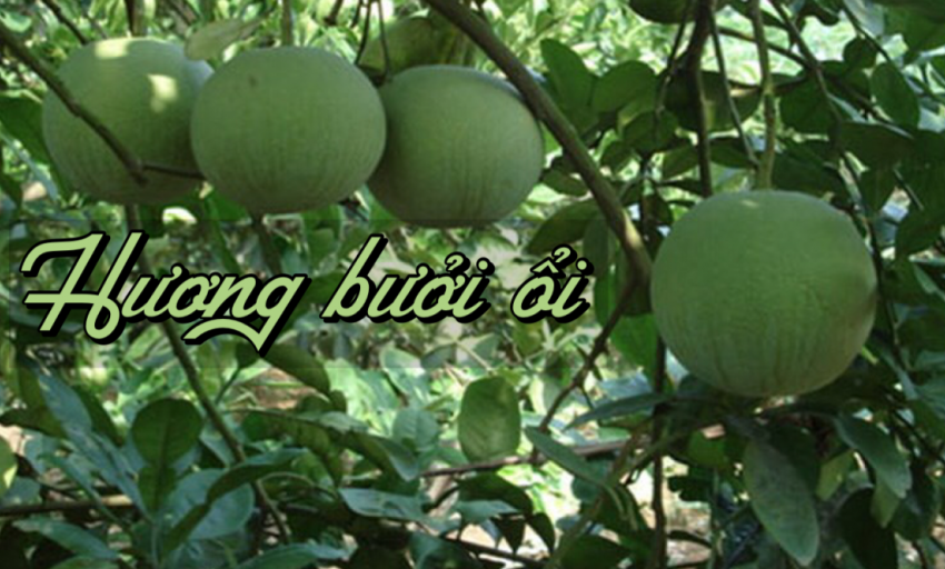 Truyện ngắn: Hương bưởi ổi