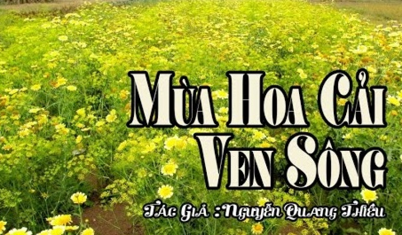 Truyện ngắn: Mùa hoa cải ven sông