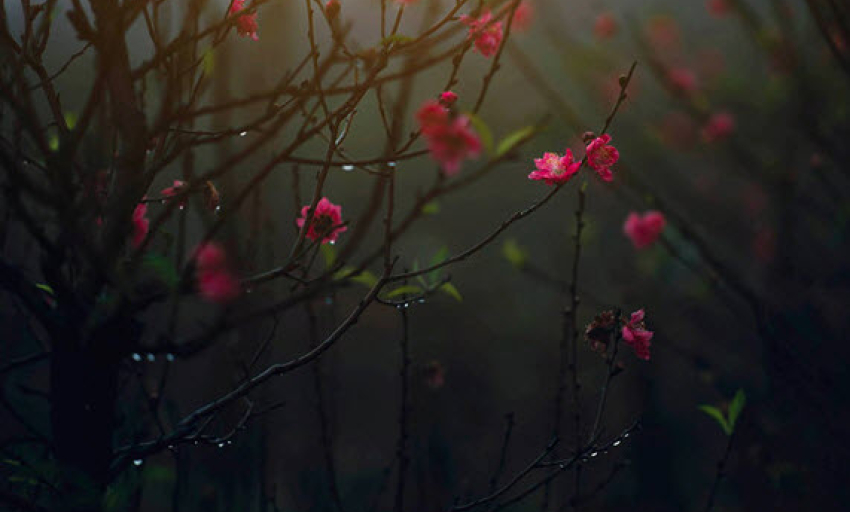 Truyện ngắn: Mưa sang xuân