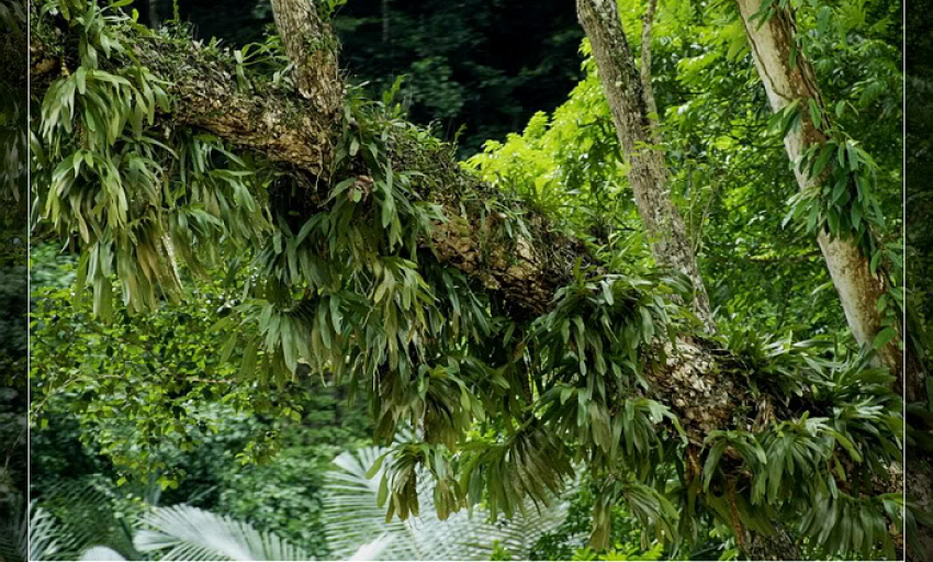 Truyện ngắn: Mùi rừng