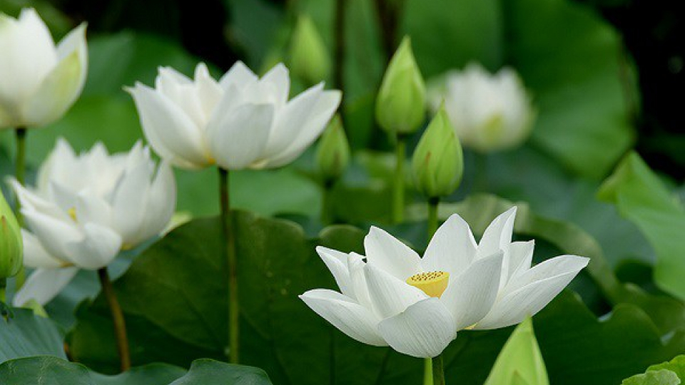 Truyện ngắn: Sen Trắng