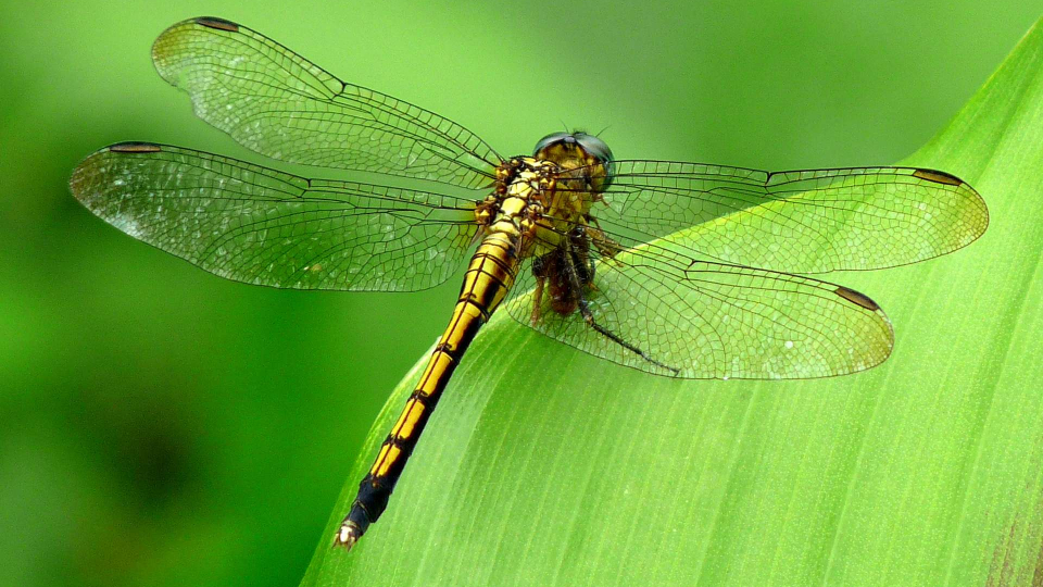 Truyện ngắn: Thiên thần nhỏ áo xanh