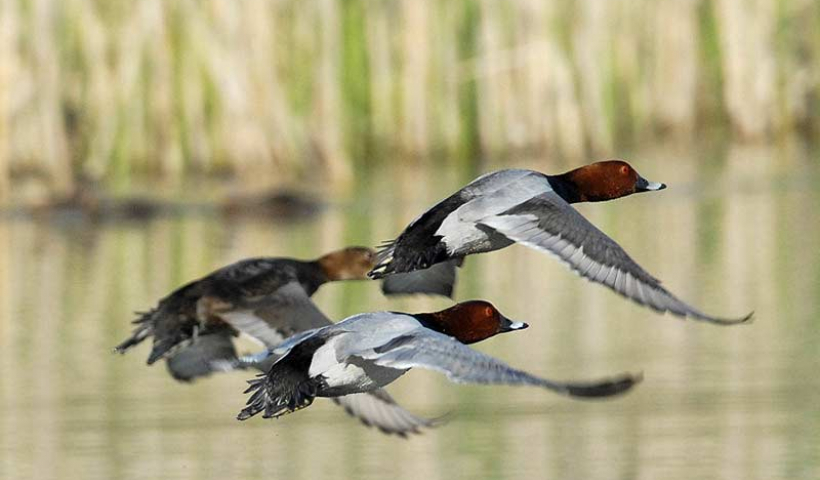 Truyện ngắn: Vịt trời lông tía bay về