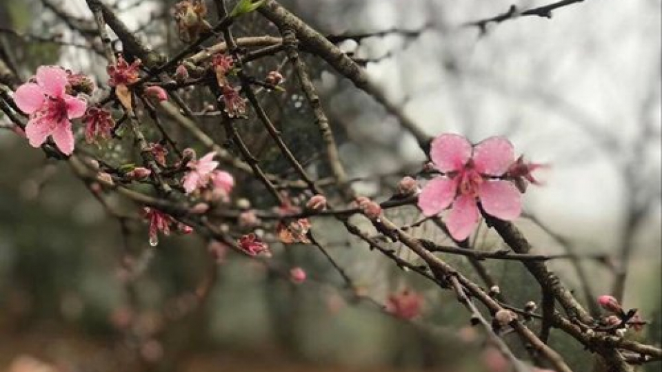 Truyện ngắn:  Vườn đào chốn biên cương