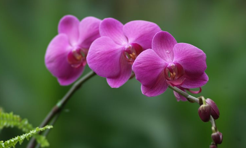 Văn hóa và Du lịch: Làng hoa Giới Tế - Nơi giữ hồn xuân truyền thống