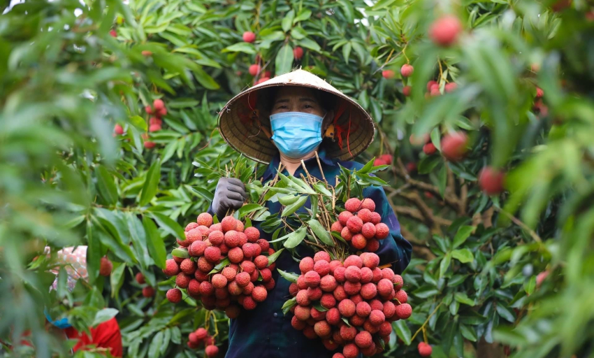 Văn hóa và Du lịch: Trải nghiệm mới mùa vải chín