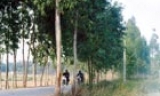 Trồng cây, gây rừng vì sự phát triển bền vững
