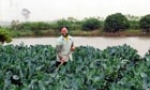 Ước vọng mùa xuân
