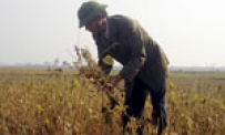 Biện pháp mới nâng cao năng suất cho cây màu vụ đông