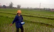 Ghi nhận bước đầu trong sản xuất vụ xuân