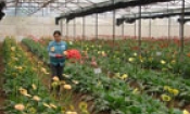 Từ Sơn chuyển dịch cơ cấu kinh tế nông nghiệp theo hướng sản xuất hàng hóa