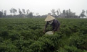 Bắc Ninh: Vụ mùa 2007 gieo trồng 42.000 ha lúa và rau màu
