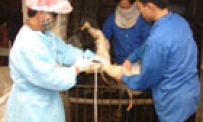 Toàn tỉnh: Tiêm gần 2,6 triệu liều vắcxin cúm cho đàn gia cầm